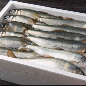 湯布院・銀鱗鮎　名水育ち　生鮎1ｋｇ　(１0匹～１3匹）