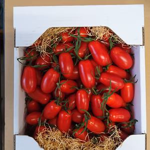 日本のひなた宮崎県のアイコトマト