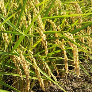 千葉県産 新米コシヒカリ 玄米３kg 