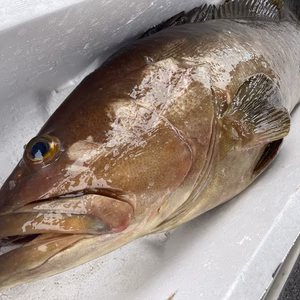 【松島産】天然クエ（8.2kg）