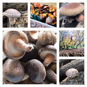 天然原木栽培　椎茸500g 3箱　大きさ色々　お試しに。秩父からお届け