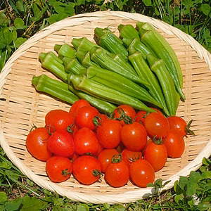 旬のおいしさで夏バテ知らず！夏野菜セット「ミニトマトと夏オクラ」