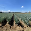 深谷ねぎ　土付き　鏡農園