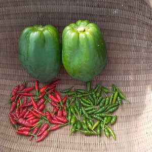 【農薬不使用】  青パパイヤ１キロ＋島トウガラシ１００個