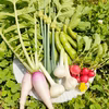 １回のみ【個人農家直送】丹波のこだわり野菜セット（５～１０品目）