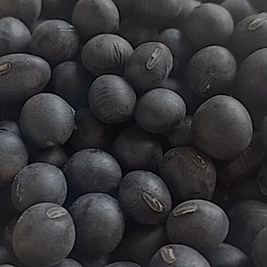 大粒もちもち丹波黒豆！700g！送料無料！12月20日発送します！