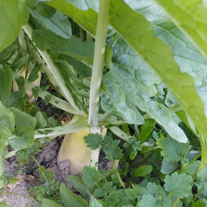 福袋2022『送料無料』野菜ソムリエの栽培するアラカルト小包便（おまけ付き)