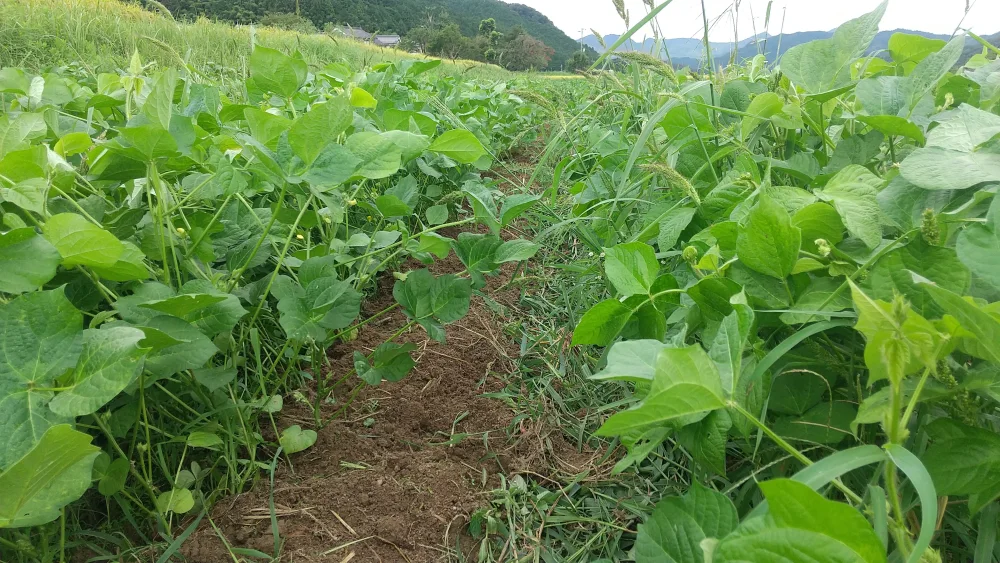 自然栽培　丹波産　大納言小豆と黒豆のセット