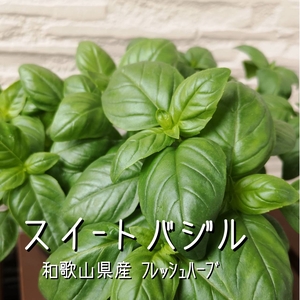 【夏が旬！】スイートバジル☆たーっぷり約400g