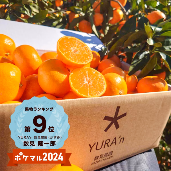 師走にコタツで ”ゆらみかん”　[12月中旬発送]  家庭用予約品