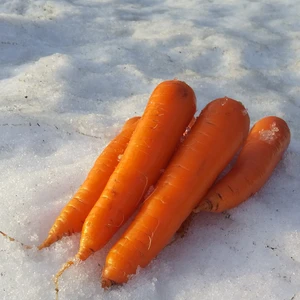 【今だけ】甘～い！雪下ニンジン(～2kg)