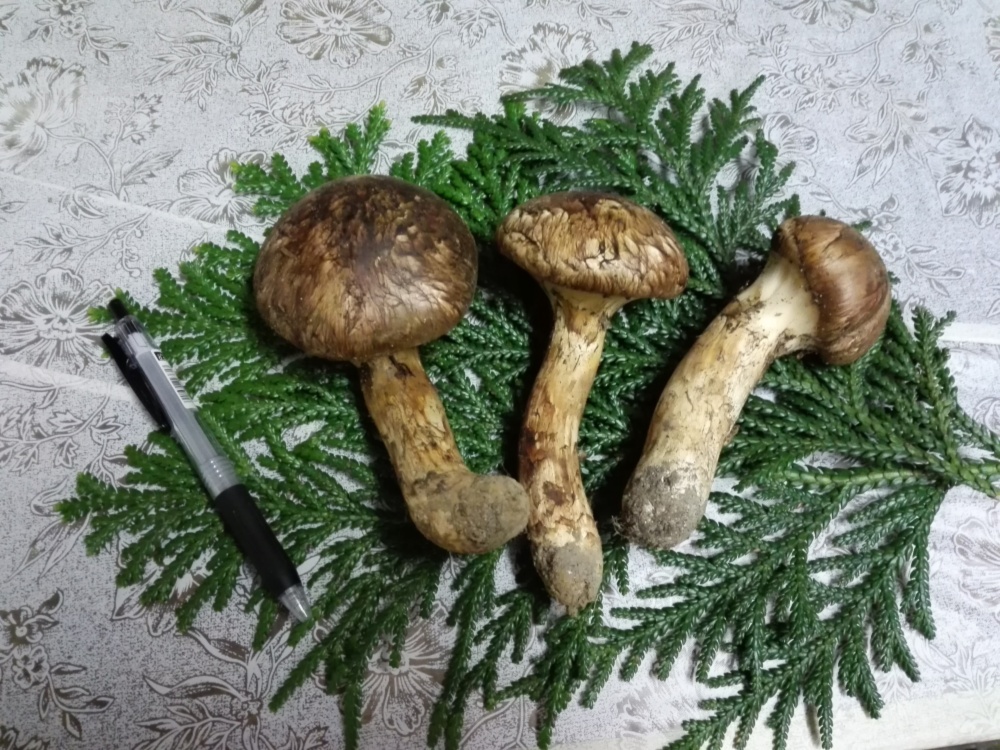 21セール 岩手県産松茸 野菜