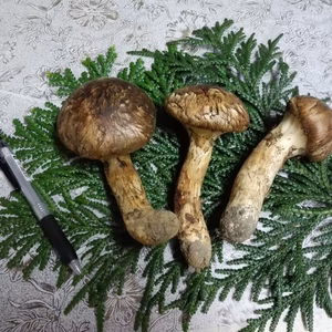 岩手県産松茸　限定販売❕