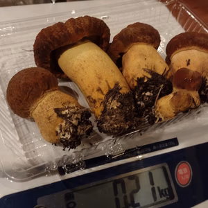 ◆早い者勝ち◆ニセコ産天然生ポルチーニ茸