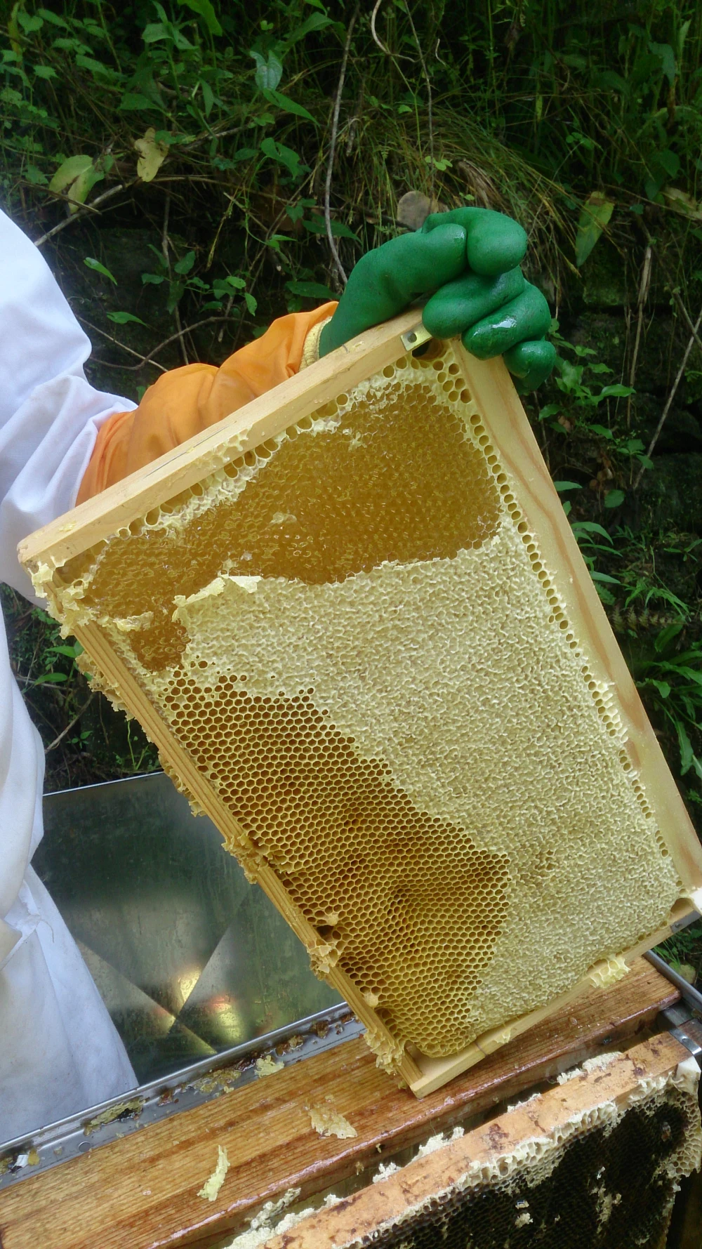 みかんの花から蜜蜂が集めてくれたハチミツ（2022年みかん蜜600g・和歌山）