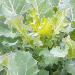 野良坊菜　自然栽培　固定種　自家採取