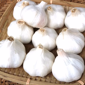 【送料一律】くわはら農園の熊本マイルド(乾燥)にんにくL玉直径6〜7cm
