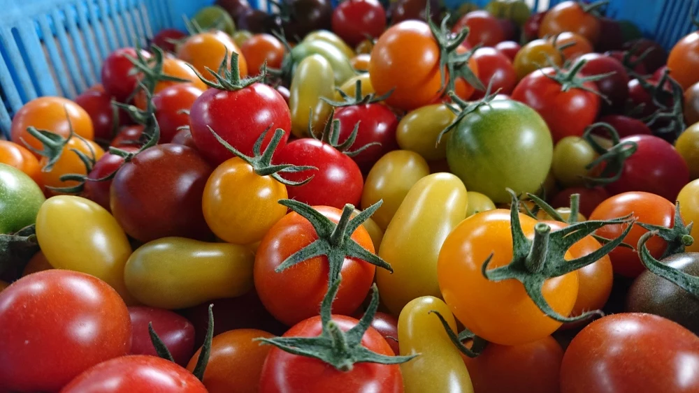 【M1】映える！最大22種類カラフルフルーツトマト　お試し1㎏ 
