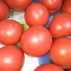 のびのび育てた昔ながらの味のトマト