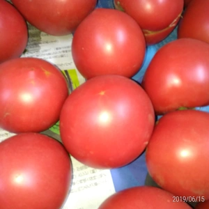 のびのび育てた昔ながらの味のトマト