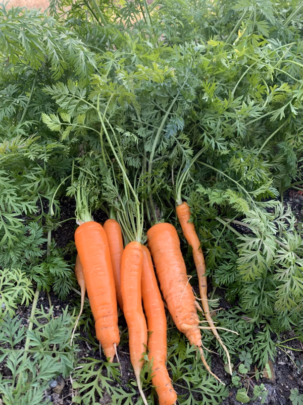 無農薬無化学肥料　採りたて新鮮！！もぐもぐ野菜セット