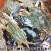 2kg～ 急速冷凍訳ありワタリガニ オスメス混合 ガザミ 渡り蟹 活蟹 活カニ
