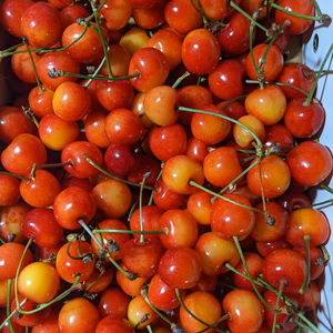 さくらんぼ紅秀峰規格外品