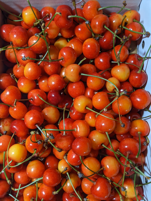 さくらんぼ紅秀峰規格外品