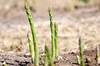 【甘くてジューシー】春芽アスパラ　800グラム　青森県産　４月15日～発送開始