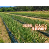 【無農薬栽培】青森県産にんにくの芽【数量・期間限定販売】