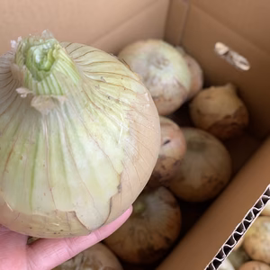 地元農家さんから愛される♡『七宝早生』淡路島産玉ねぎ 5kg