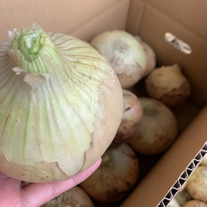 まとめ買いでお得‼︎地元農家さんから愛される『七宝早生』淡路島産玉ねぎ 20kg