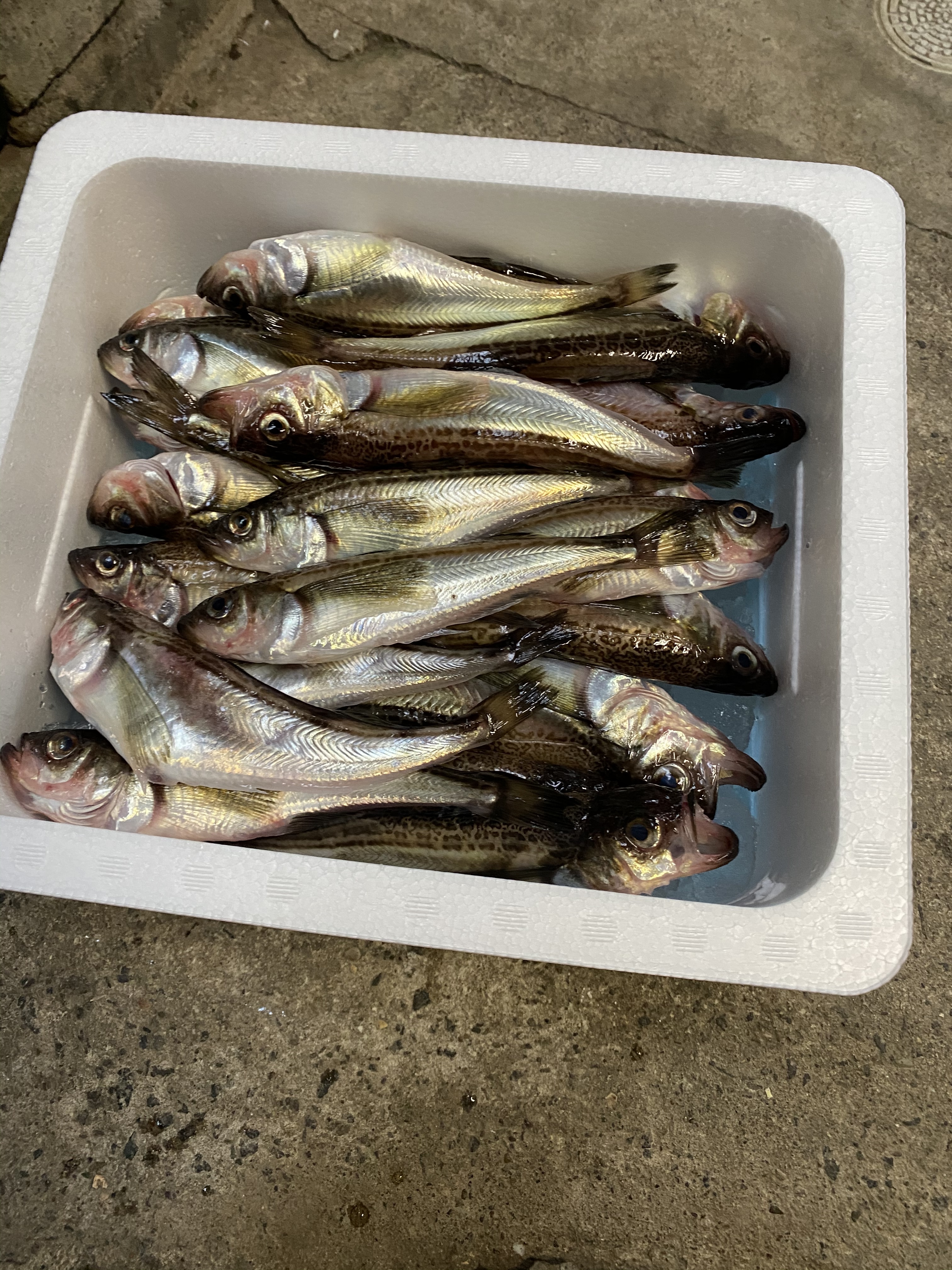 えっこの沖合ハタハタ 季節限定 農家漁師から産地直送の通販 ポケットマルシェ