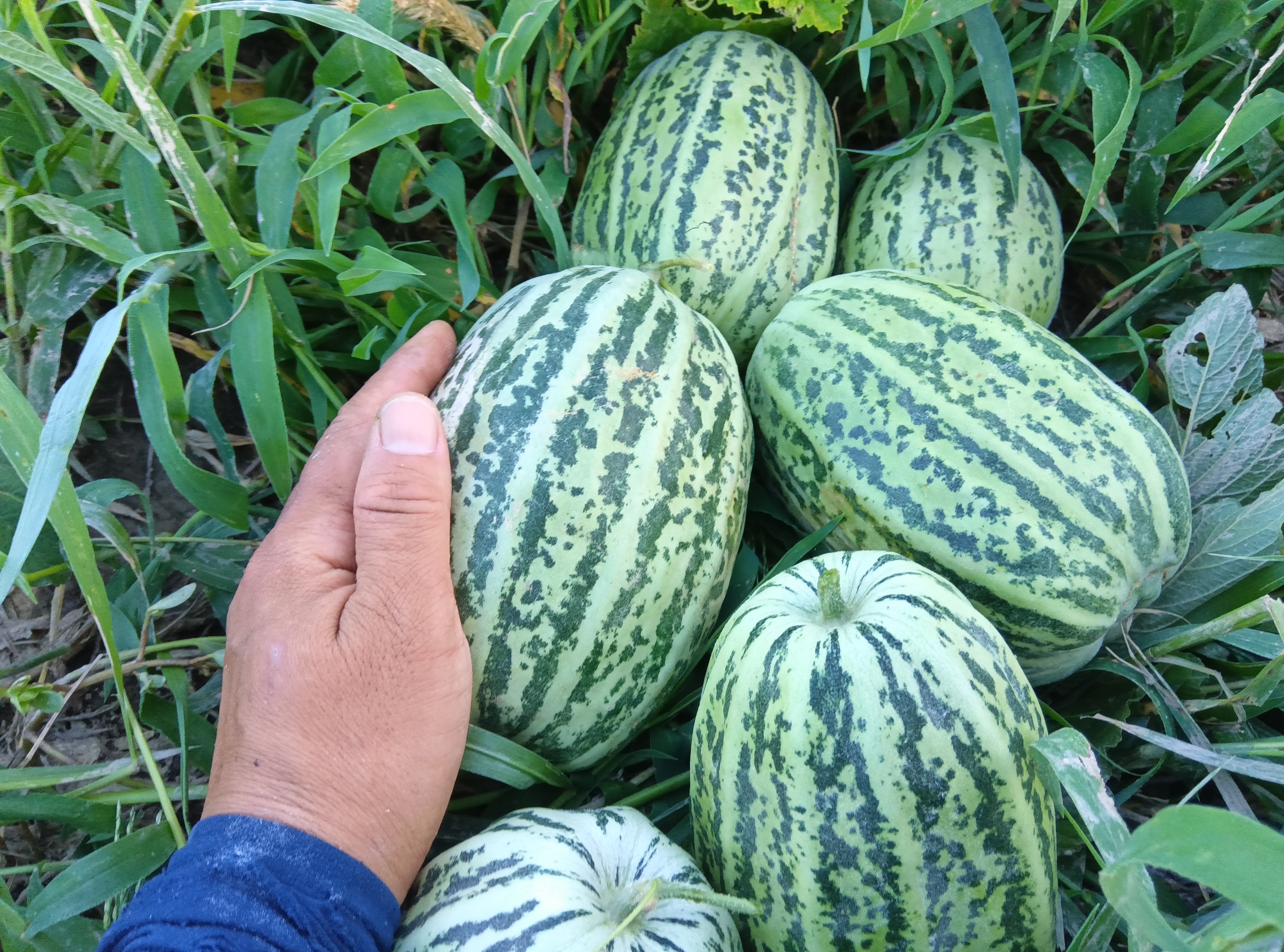 ごとうり 肥料農薬不使用、自家採種[和歌山県在来種] 1.6kg