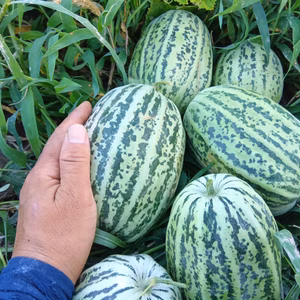 ごとうり　肥料農薬不使用、自家採種【和歌山県在来種】