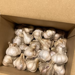 【限定品】訳ありニンニクSサイズ 1.5kg　無農薬/有機肥料/除草剤不使用　