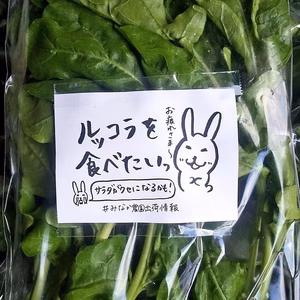 【単身者･少人数家族向け】ルッコラと春菊のセット(３袋)