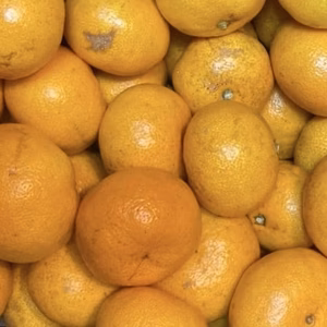 【訳あり】早生温州みかん　有機肥料使用　熊本県河内産