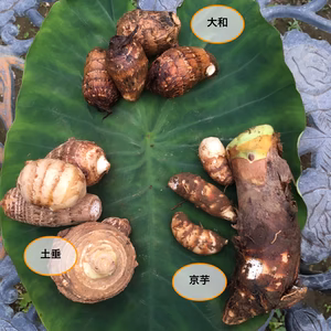 サトイモ３種食べ比べ（土垂、大和、京芋）3.0kg