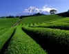 【送料無料・メール便】茶葉 玄米茶&ほうじ茶 お得な2種セット！牧之原