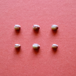 【花嫁小豆　２００g】見た目からは想像できないワイルドな味