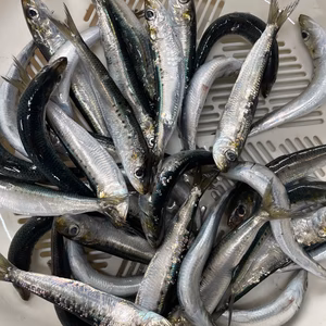 天草の離島　御所浦島産　イワシ