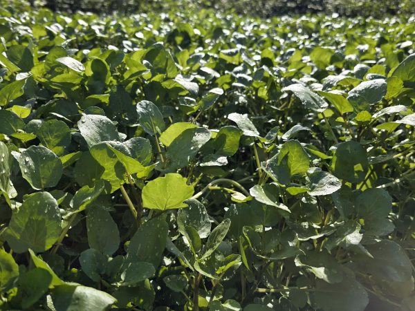 【パック詰め1kg】クレソン50g×20セット