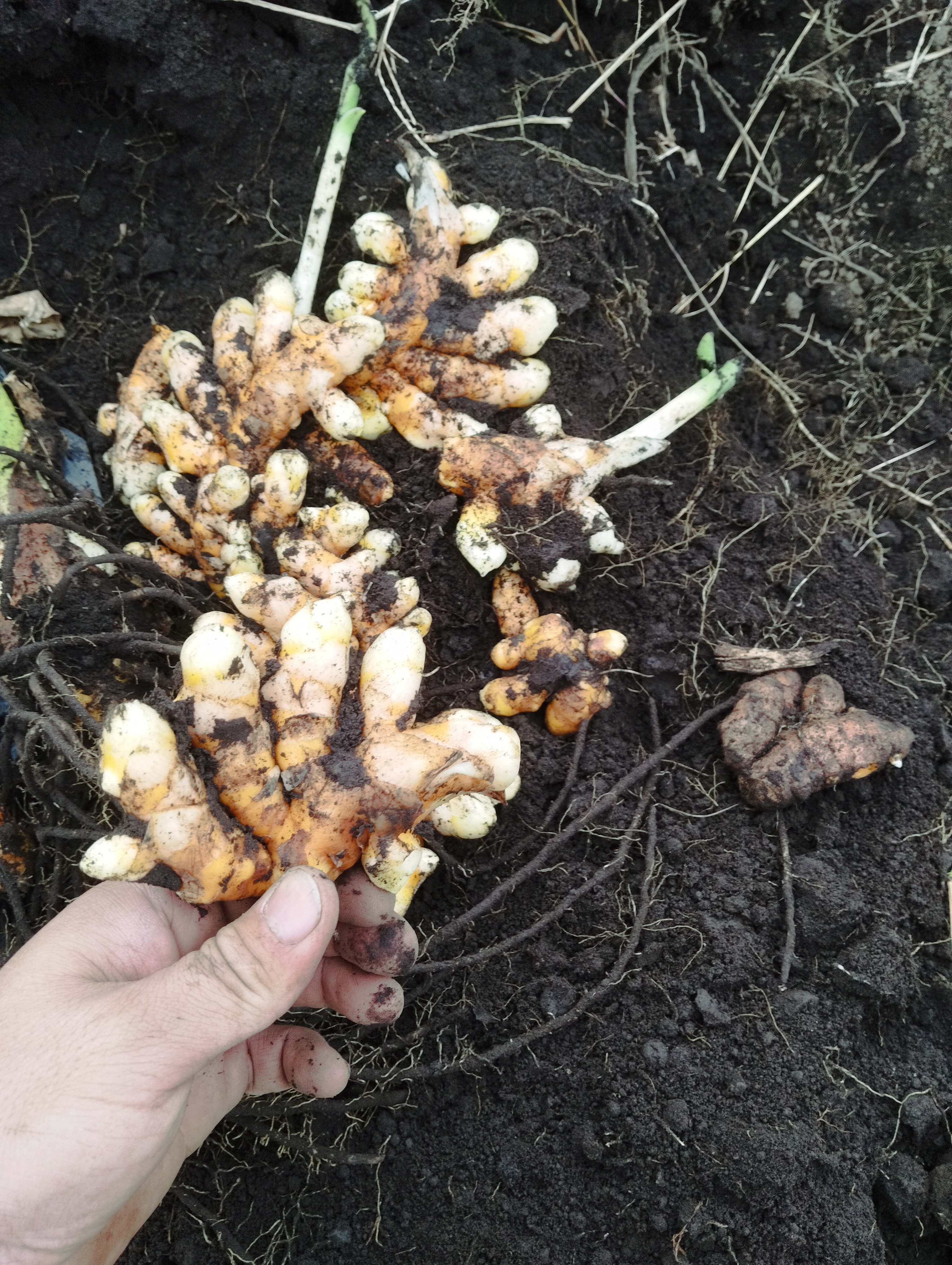 ○栽培期間中農薬肥料不使用○熊本県産赤芽里芋種芋○20kg○残り