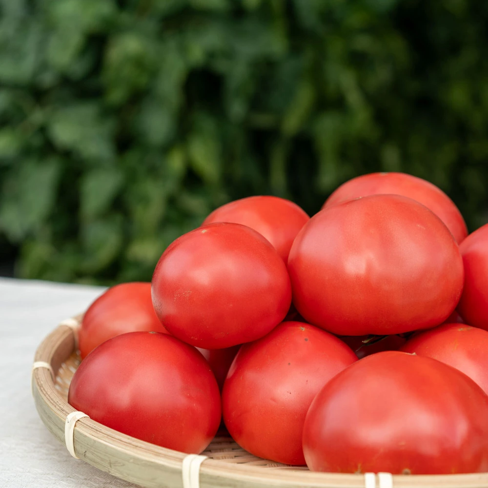 飛騨トマト規格外品 2kg　甘さと酸味のバランスがいい水々しいトマト