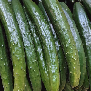 【特別価格】訳あり！新鮮朝採りきゅうり1.8kg～2.0kg色々詰め合わせ