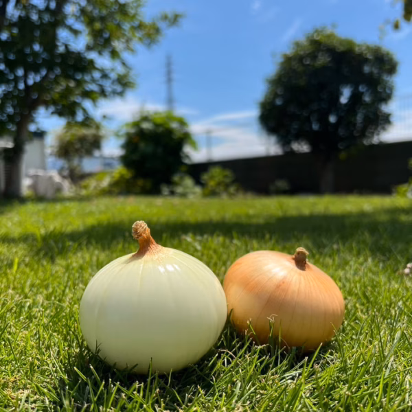 【群馬県産！】三友ファームのこだわり玉ねぎ！ 