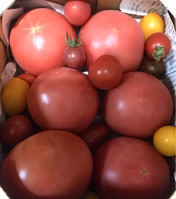 みんなの投稿の画像