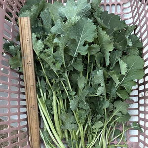 かき菜　農薬は使ってません