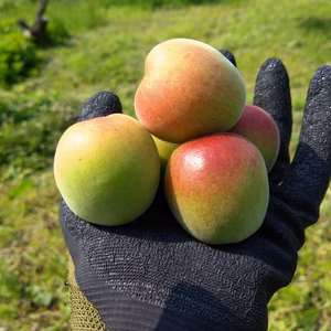 【送料500円引き】和歌山県産（梅干し向け）南高梅５kg【Ｌサイズ以上】